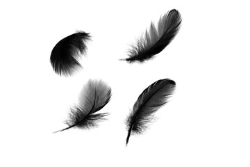 Black feathers floating in the air