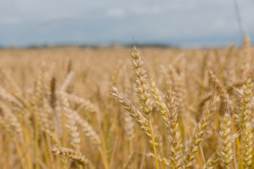 Gold wheat field. The idea of a rich harvest. Agriculture farm.