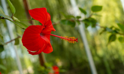 Obraz premium Bright Red Hibiscus Flower Blooming in a Lush Garden Setting
