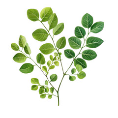 Green Leaves: A vibrant botanical study of lush, fresh green leaves, perfect for adding natural beauty and life to your designs.