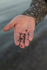 Palm displaying small pebbles and stones collected from seaside exploration