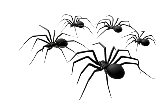Black spiders crawling on a transparent background
