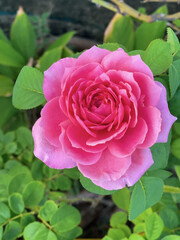 Pink roses in the garden of pink roses. Blooming Roses on the Bush. Growing roses in the garden.	