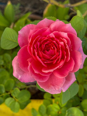 pink rose in garden