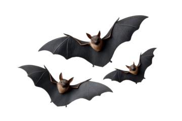 Bats flying at night, transparent BG