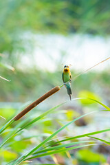 Blue-tailed Bee-eater on a grass branch
