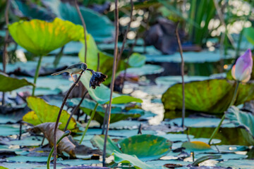 Plain Prinia in the lotus pond