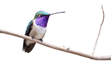 Hummingbird