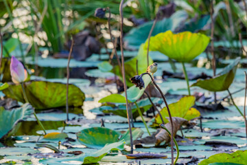 The lotus in the pond