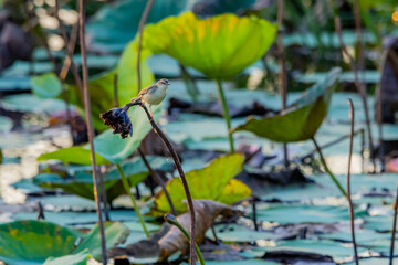 Plain Prinia in the lotus pond