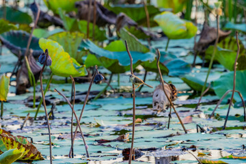 Plain Prinia in the lotus pond