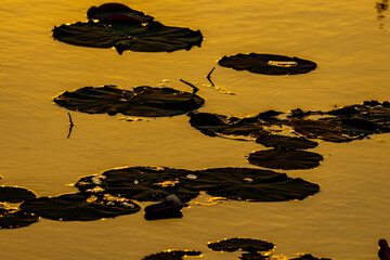 The lotus pond on sunset