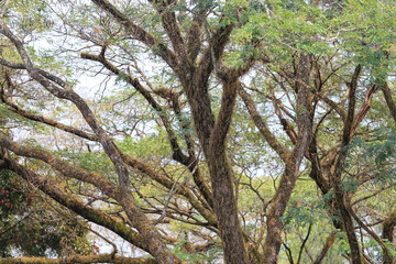 Old oak trees in a sunny forest with green leaves and branches