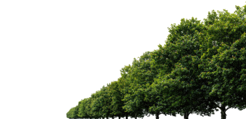 Lush green trees in a row