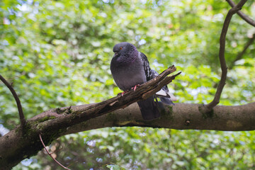 A pigeon is sitting on a tree branch in the park