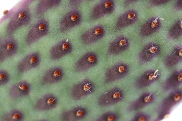  Opuntia macrocalyx Opuntia microdasys kaktus opuncja PRU © Perovskia