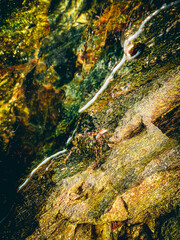 A vintage-style nature scene with soft tones, nostalgic atmosphere, and timeless beauty of the outdoors.