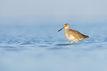 Adult willet (Tringa semipalmata) foraging in shallow water.