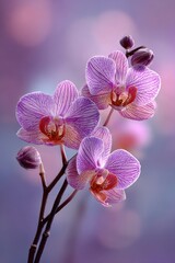 Obraz premium Delicate pink orchids in soft focus (1)