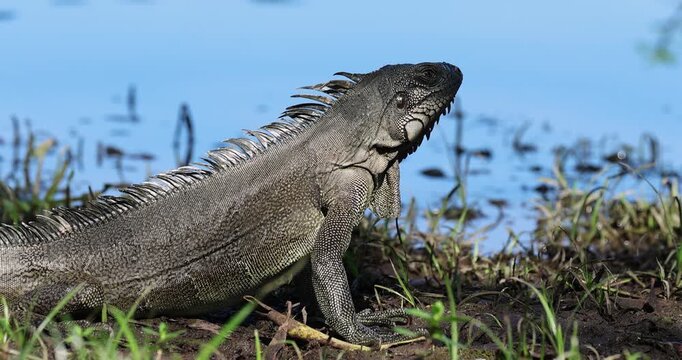 A green iguana next to a river in its habitat. Male iguana. Large species of arboreal herbivorous lizards.
