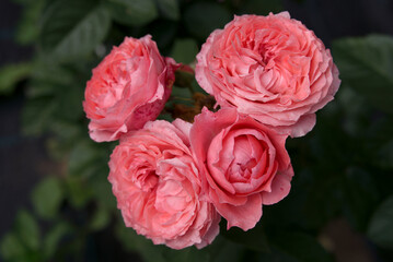 pink roses in garden