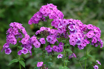 purple flowers in the garden
