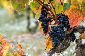 Close up of grapes in vineyards during autumn harvest in La Rioja, Spain, symbolizing wine production, agricultural heritage, and the enduring traditions of viticulture shaping rural landscapes.