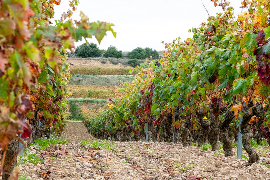 Picturesque autumn vineyards in La Rioja, Spain, showcasing wine production, grape harvest, and agricultural heritage, where warm colors highlight the beauty of Mediterranean viticulture region.