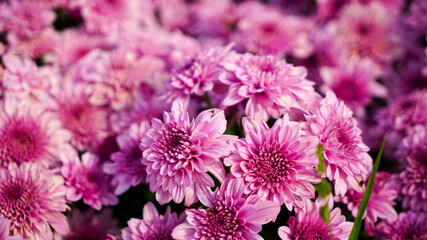 Chrysanthemums are popular in many cultures and are often associated with autumn, as they bloom during the fall season.