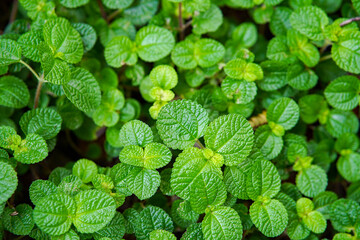 CREEPING CHARLIE
The Pilea nummulariifolia is commonly know as Creeping Charlie. It originates from Florida, the Caribbean and the northern part of South America.
