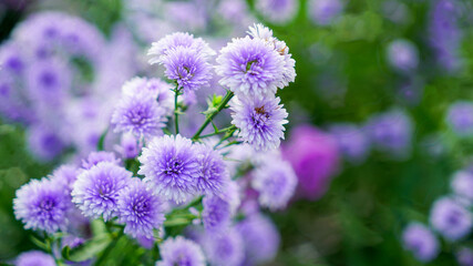 Chrysanthemums sometimes called mums or chrysanthemums, are flowering plants of the genus Chrysanthemum in the family Asteraceae.