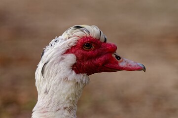 Close-up of a Muscovy duck with vibrant red facial skin.