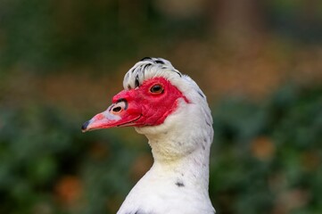 Close-up of a Muscovy Duck