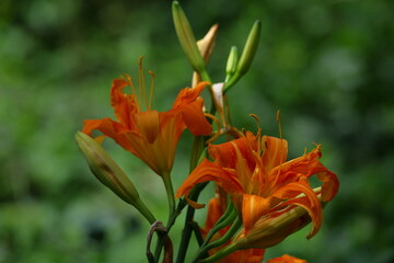 Obraz premium 恋忘れ草