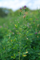 Agricultural alfalfa  field on summer. Concept of organic farming, rural life, and sustainable agriculture.