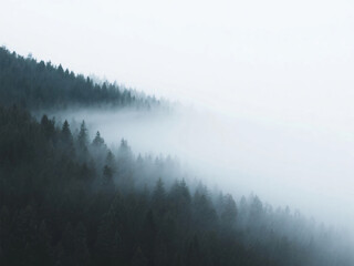 Fototapeta premium forest mountain foggy aerial view