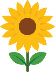 Sunflower vector illustration isolated on white background with yellow petals and green leaves