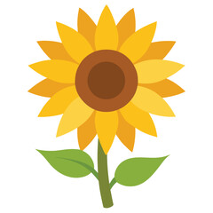 Fototapeta premium Sunflower vector illustration on white background isolated flower nature summer plant blossom bright petals garden bloom