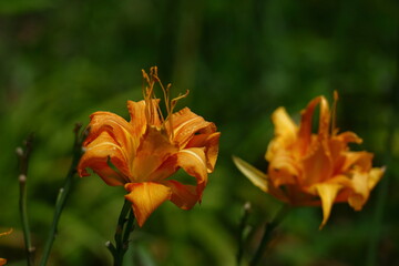 Fototapeta premium 恋忘れ草