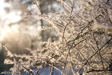 snow covered branches