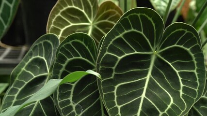 camera slowing moving focus on a pot of Anthurium clarinervium, heart leaves anthurium dark foliage white vein, tropical indoor plants	 - Powered by Adobe