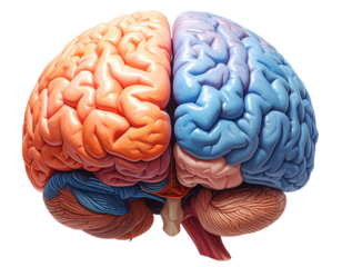 3D Brain Model with Orange and Blue Hemispheres, Front View, Isolated Transparent Background PNG