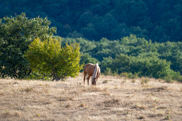 A lone horse grazes peacefully in a sunlit field bordered by lush forest.