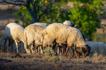 A flock of woolly sheep grazes peacefully on dry grass under the warm glow of golden hour.