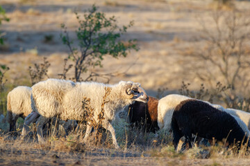 A majestic horned sheep stands out among a diverse flock grazing in a dry, rugged landscape.
