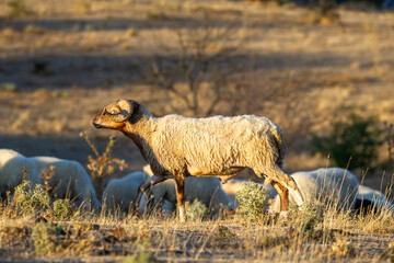 A horned ram with a thick wool coat stands out among grazing sheep in a sunlit field of dry grass and sparse shrubs.