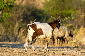 Obraz premium A white-and-brown goat with curved horns stands in dry grass, gazing sideways as two others graze in the background.