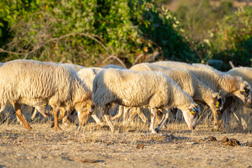 A tightly packed flock of woolly sheep grazes peacefully on dry grass in a sunlit rural field framed by lush greenery.