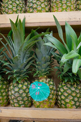 Tropical fresh Pineapples for Pinacolada Cocktail
