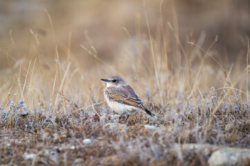 the northern wheater bird stands alert in a sunlit patch of dry grass and rocky terrain.